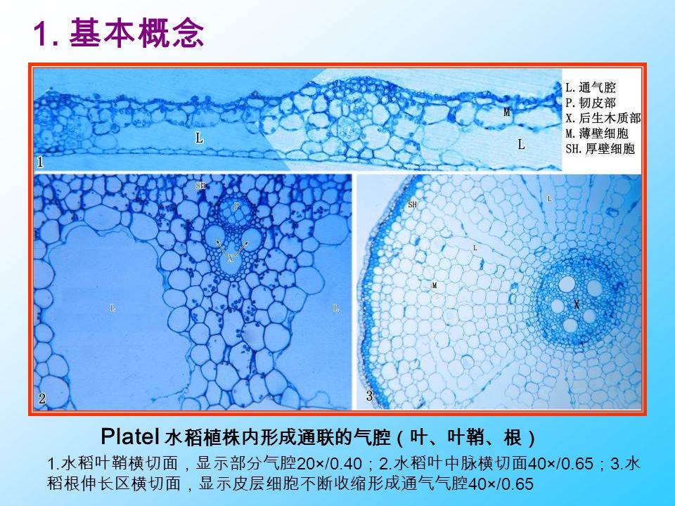 植物生理专题讨论之一 水稻根通气组织的形成和控制 学生:孔妤 导师